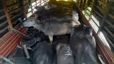 Photo of कत्तलीसाठी जनावरे घेऊन निघालेला कंटेनर कराड शहर पोलिसांच्या ताब्यात