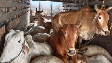 Photo of जनावरांची बेकायदा वाहतूक करणारे दोघे ताब्यात